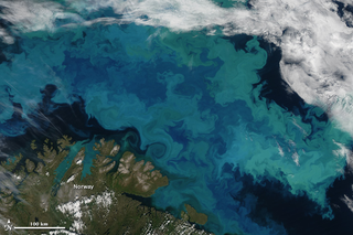 Illustration for article titled The Blooming Sea